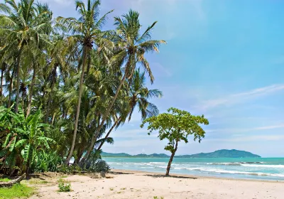 Tamarindo
