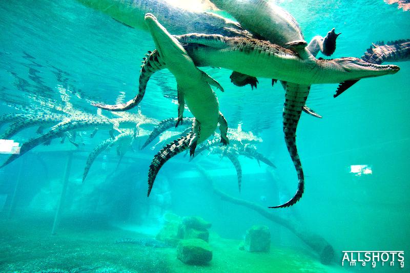 Crocosaurus Cove Tickets [2025] Promos, Prices, Reviews