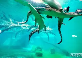 Crocosaurus Cove