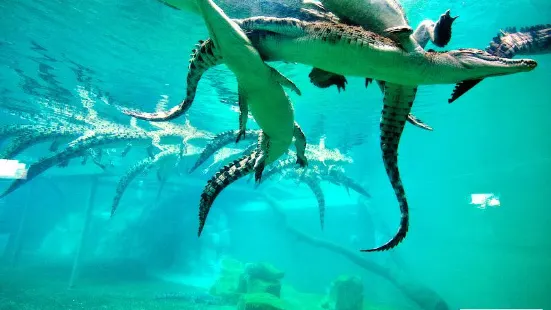 Crocosaurus Cove