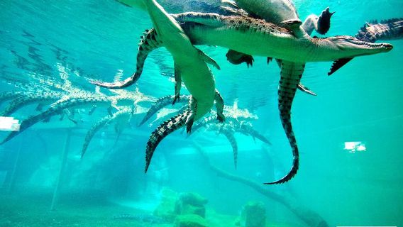 Crocosaurus Cove