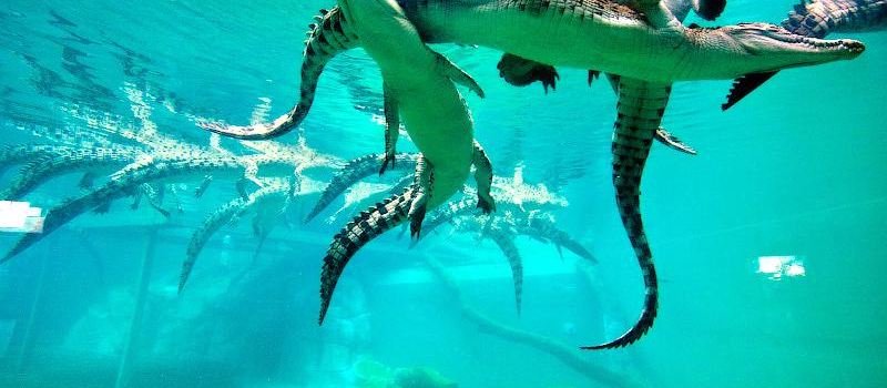 可哥洛思鱷魚灣主題公園
