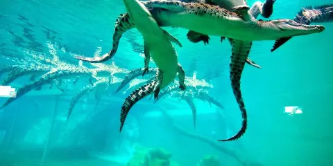 可哥洛思鱷魚灣主題公園