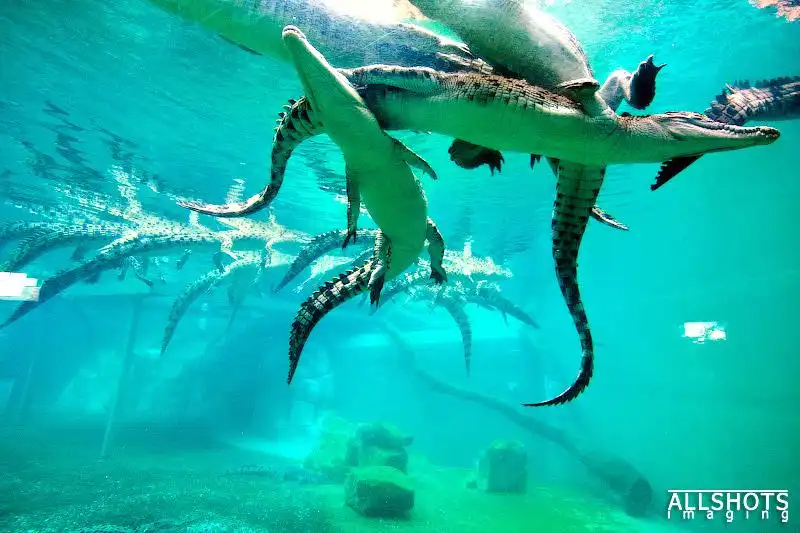 Hotels near Crocosaurus Cove
