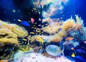 SEA LIFE ケリー・タールトンズ水族館