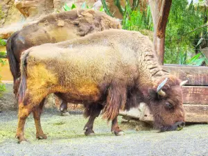 Техасский парк-ранчо