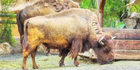 蘭喬德克薩斯蘭薩羅特公園