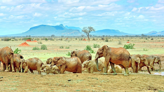 Tsavo National Park