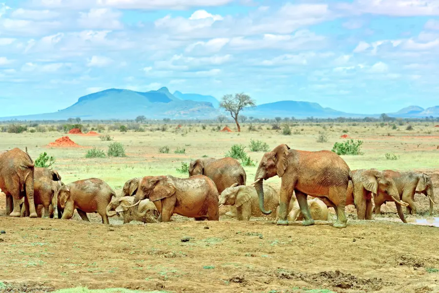 Tsavo National Park