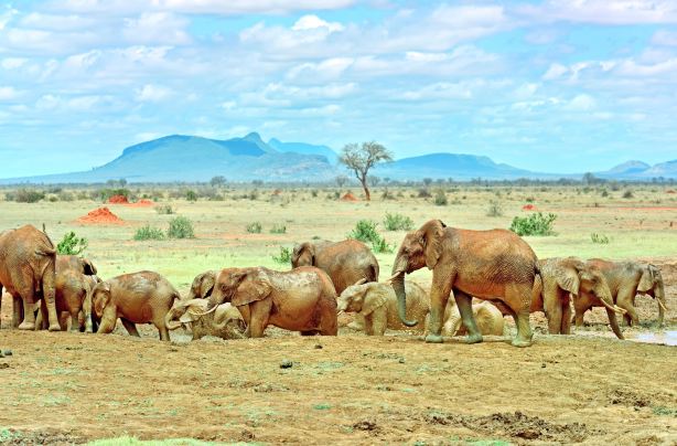 Tsavo National Park