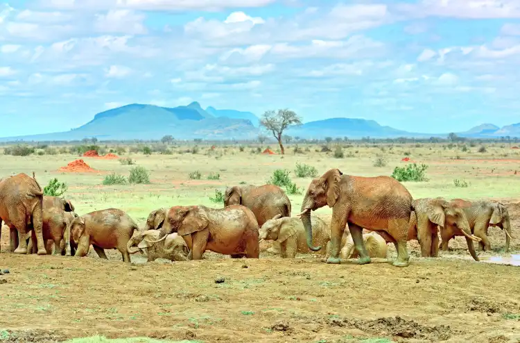 Các khách sạn ở Tsavo N. Park