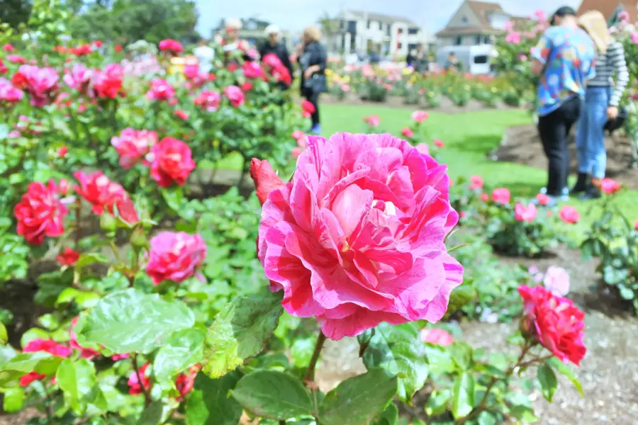 Parnell Rose Gardens