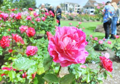 Parnells On The Rose Garden