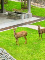 Kuala Lumpur Deer Park