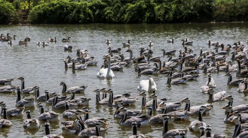 Shuanglong Lake Bird Viewing Garden