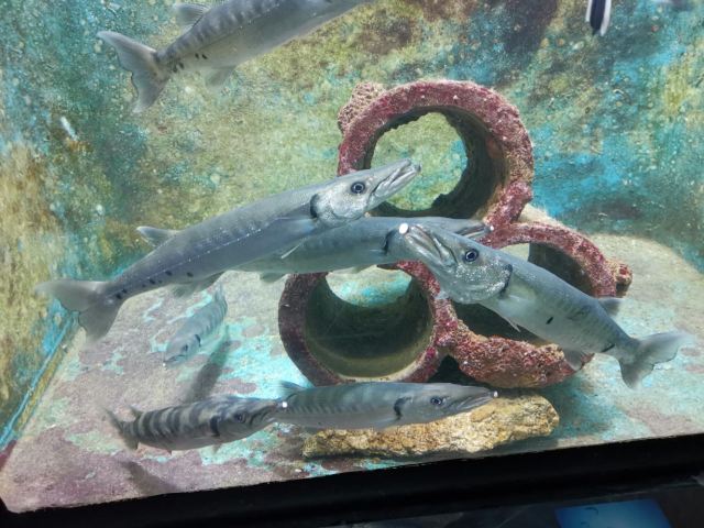 Phuket Aquarium