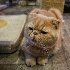 Caturday Cat Cafe User Photo