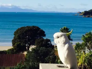 The Local - Waiheke's Fish n Chips