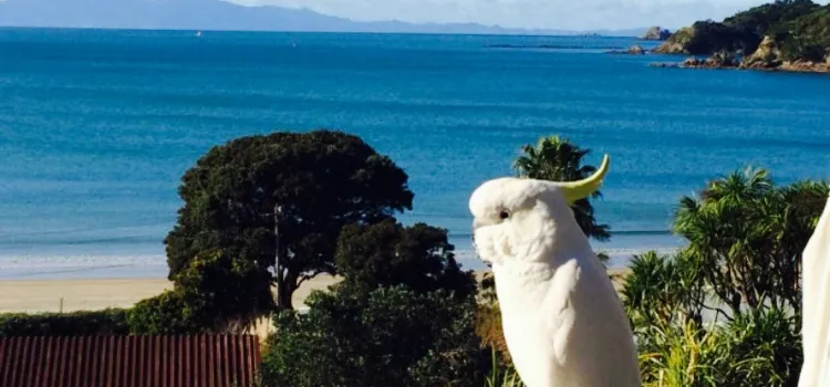 The Local - Waiheke's Fish n Chips