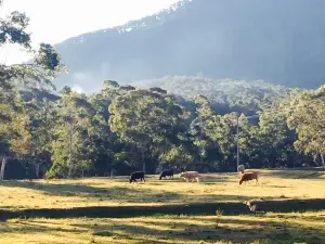 Megalong Valley Tearooms