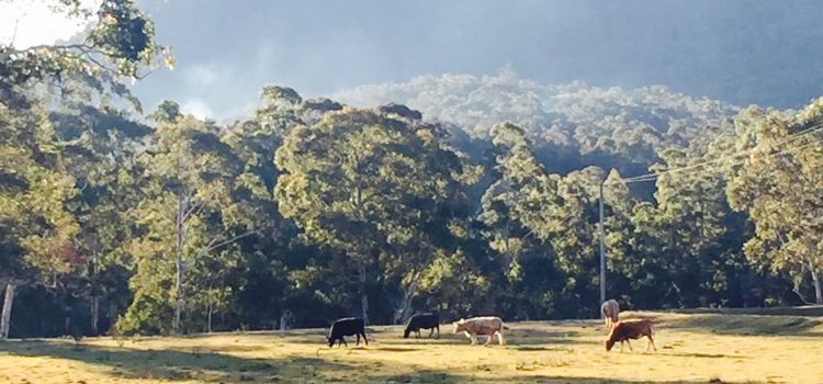Megalong Valley Tea Rooms