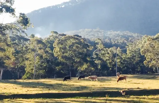 Megalong Valley Tearooms