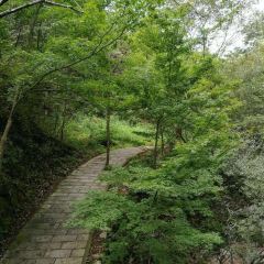 TAO HUA CHONG SEN LIN GONG YUAN HUA CHENG NONG GU User Photo