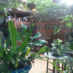 Mango Tree User Photo