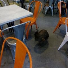 Ah Meng Restaurant User Photo