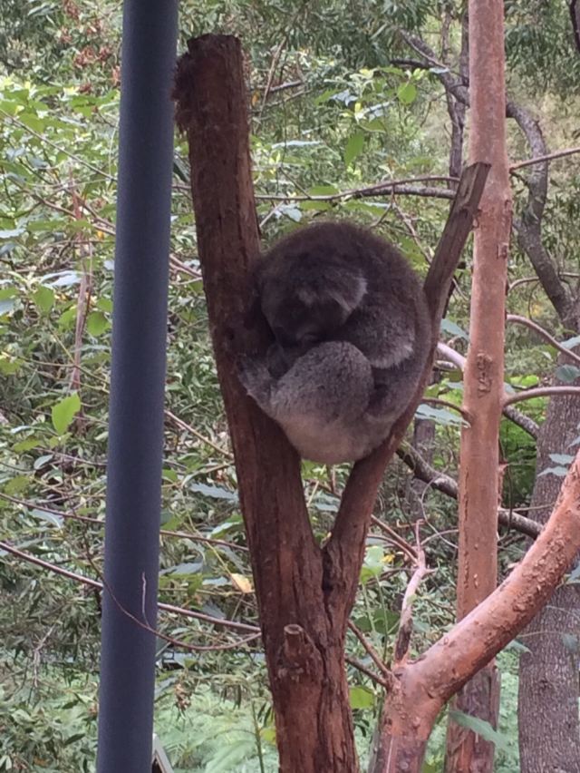 巴拉瑞特野生動物園