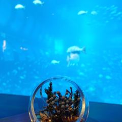 Ocean Restaurant User Photo