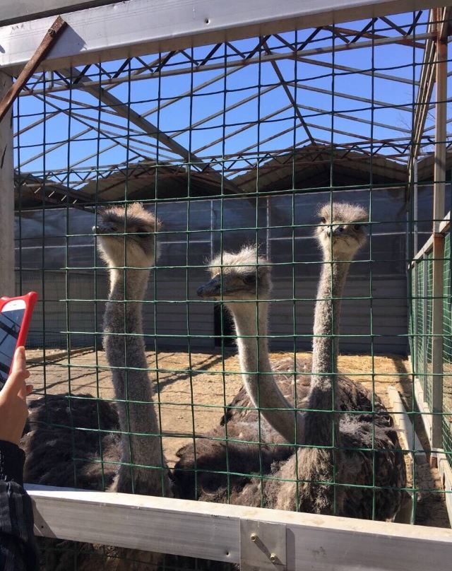 鴕鳥農場
