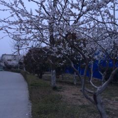 何家状馍 User Photo