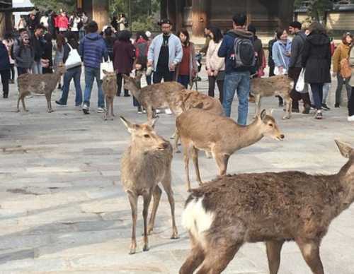 Nara