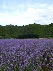 紫韻花海薰衣草莊園