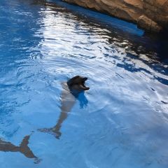 DOLPHIN ALL DAY DINING User Photo