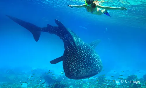 Scuba Diving in Krabi