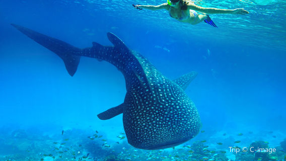 Scuba Diving in Krabi