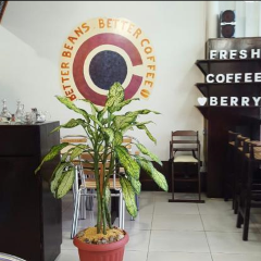 Coffee Berry User Photo