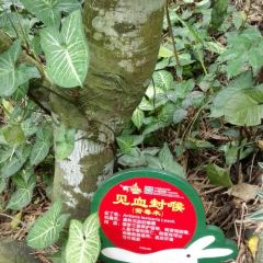 呀诺达雨林食府 User Photo