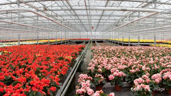 Aalsmeer Flower Auction