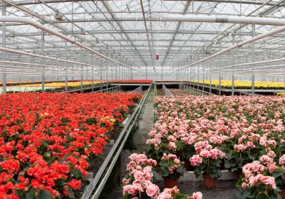 Aalsmeer