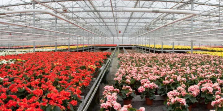 愛士曼鮮花拍賣市場