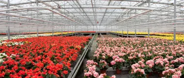 Aalsmeer