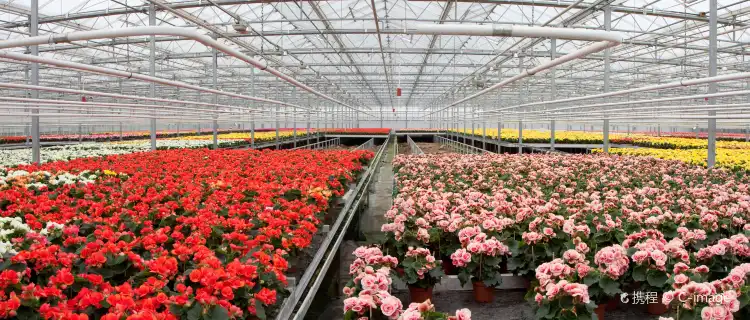 Aalsmeer