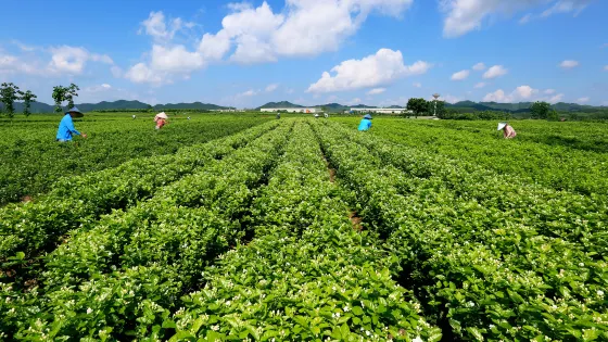 中華茉莉園