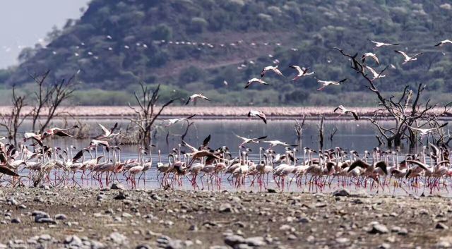 Lake Bogoria