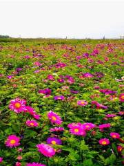 Eight Beads Flower Sea