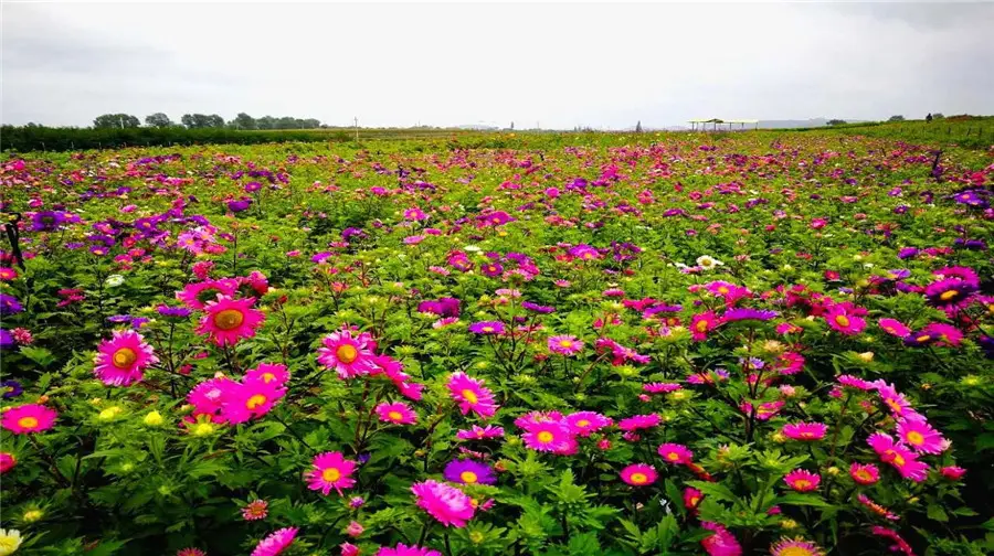 Eight Beads Flower Sea