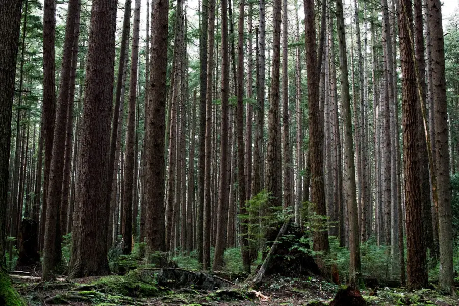 Pacific Spirit Regional Park